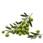 Yeşil Zeytin